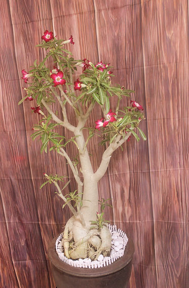 עצי בונסאי משלוחים 