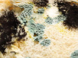 mold remediation utah