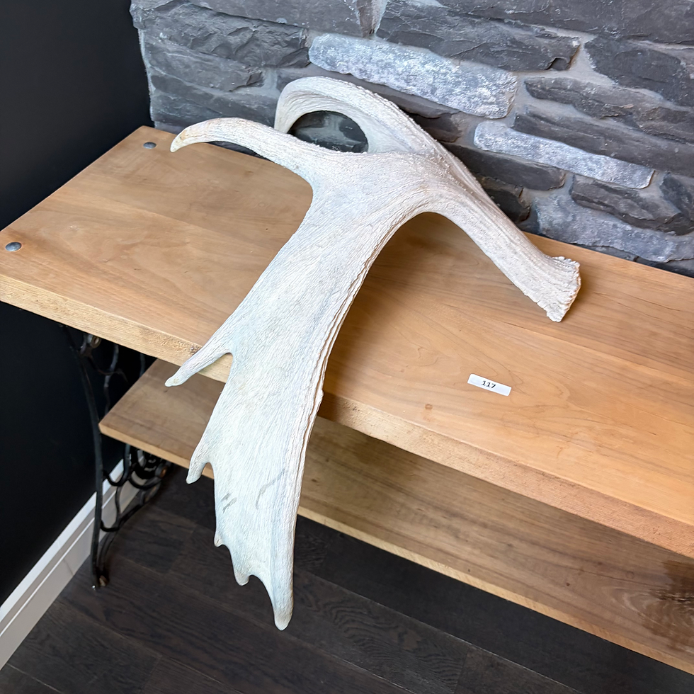 Thumbnail: AD - 117 - Vtg 27" Moose Antler