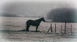 Horse, Kerkateskánd, Hungary
