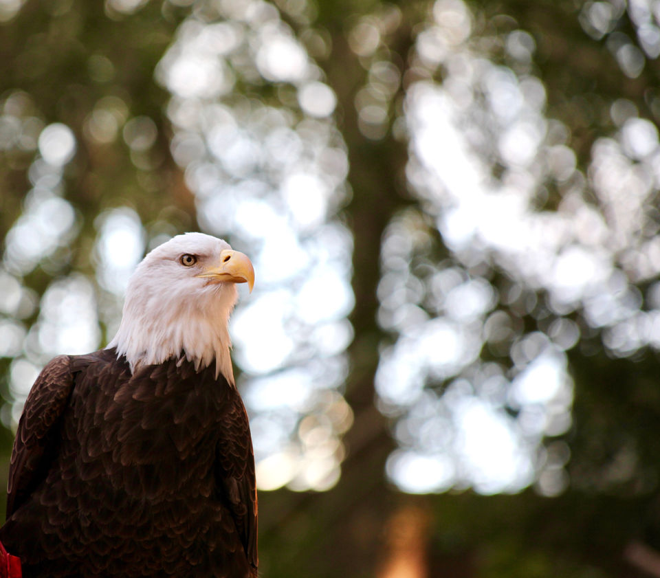 Eagle