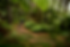 Mountain biker in Whakarewarewa Forest.jpg