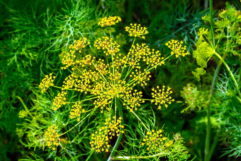 Fennel