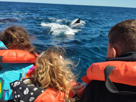 לוויתנים, אריות ים ופינגווינים- חצי האי ולדס