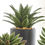Thumbnail: 6.75" POTTED SUCCULENT 3 Style Choices