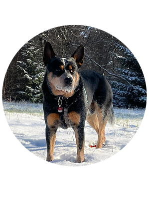 Hütehund