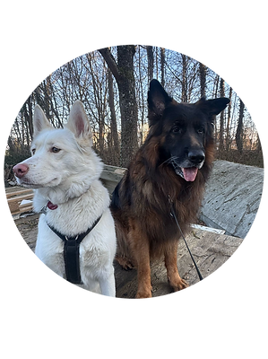 Tierschutzhund