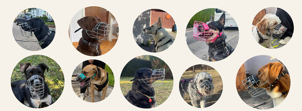 Kundenbilder von verschiedenen Hunden mit ihrem individuellen Maulkorb auf