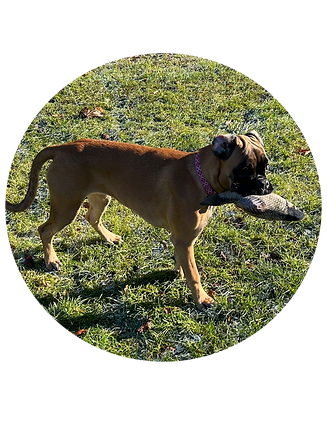 Hunde vom Züchter
