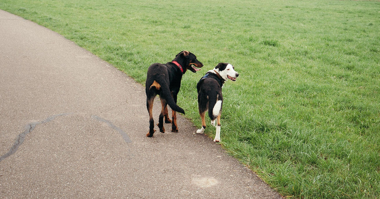 Sozialkontakt Hund
