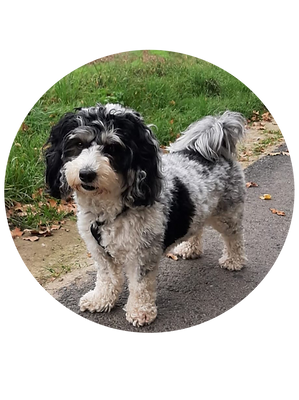 Hund vom Züchter
