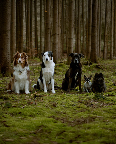 Australian Shephard, Border Collie, Labrador, Spitz