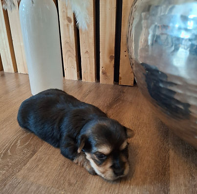toy-yorkie-puppy-kearney-nebraska.jpg