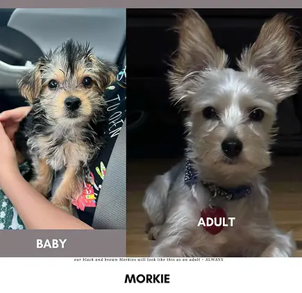 cute-morkie-puppies-the-puppy-ark.webp