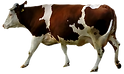 Brown et vache blanche