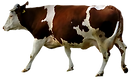Brown and White Cow 
