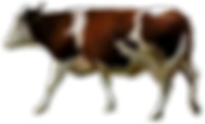 Brown and White Cow