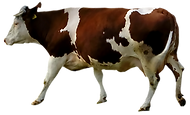 Brown and White Cow 