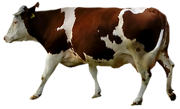 Brown and White Cow