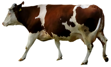 Brown and White Cow
