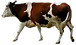 Brown and White Cow