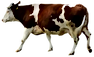ブラウンとホワイトカウ