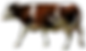 Brown and White Cow
