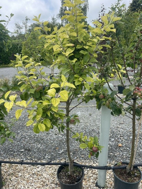 Thumbnail: Malus domestica 'Red Windsor' | Apple Tree