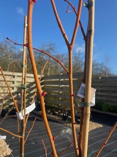 Thumbnail: Tilia cordata 'Winter Orange' | Small Leaved Lime