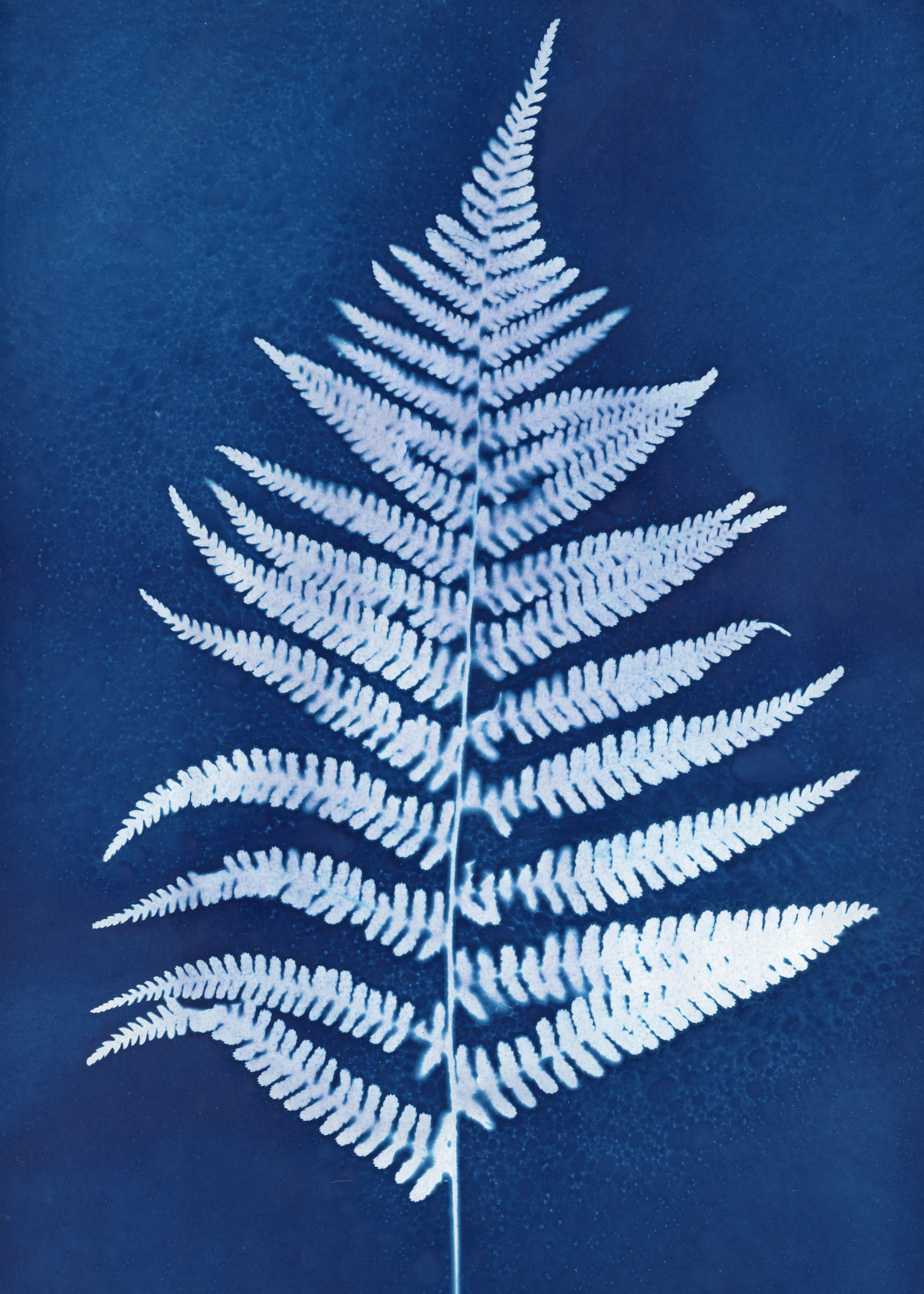 Large Fern original cyanotype 11" x 15"