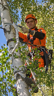 Tree removal, Birch removal._edited.jpg