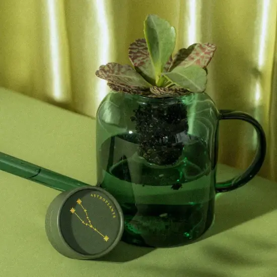 Miniaturbild: Auf dein Sternzeichen angepasste Pflanzensamen als perfektes, besonderes Geschenk