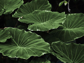 EP. 29 A Conversation About Mass Shootings