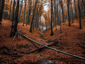 EP. 37 Love, Unity, and Gender Roles in Marriage