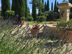 Lavender.jpeg