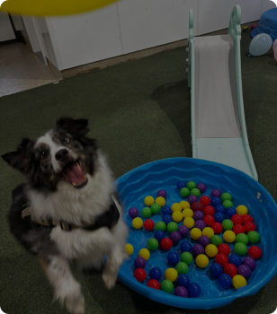 Dog playing in a ball pen at Countryside Barkyard