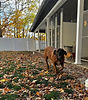 A dog running in a backyard full of fallen leaves.
