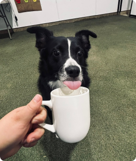 Australian Shephard licking a pup cup at Countryside Barkyard.