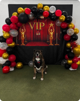 Dog receiving a VIP recognition at Countryside Barkyard.