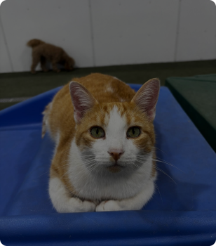 Cat laying down at Countryside Barkyard.