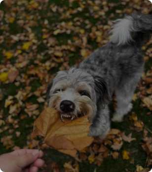 Dog chewing a leaf outside at Countryside Barkyard.