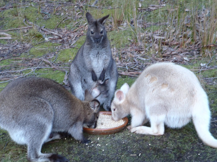Bennetts at feeding time