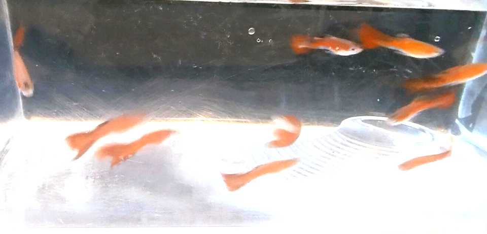 Thumbnail: 1 Pair of Firetail Guppy