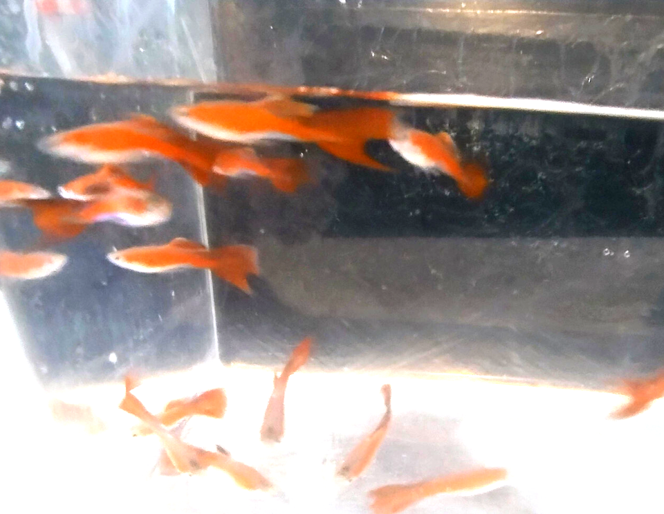 Thumbnail: 1 Pair of Firetail Guppy
