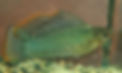 green-sailfin.jpg