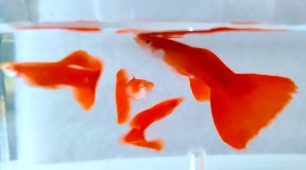 Thumbnail: 1 Pair Red Delta Guppy