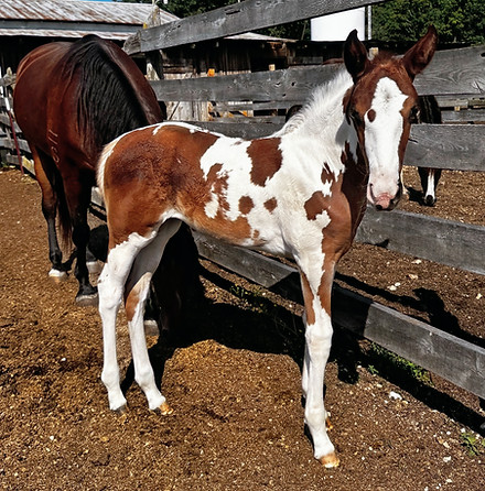 Destiny 2026 filly_edited.jpg