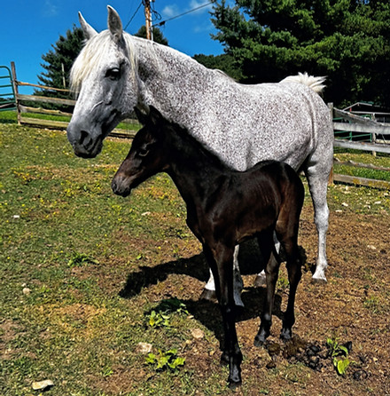 Chanel 2026 Filly_edited.jpg