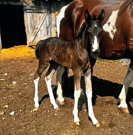 Majestic 2026 Filly_edited.jpg