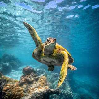 Waving Turtle